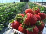퓨처텍, MS 애저 기반 ‘IoT 딸기 재배시스템' 구축했다